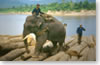 éléphant au travail (province de Sayaburi)