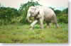 éléphant blanc