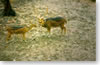 antilopes (gaurs)