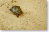 tortue