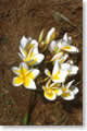 lfleurs de frangipanier ("Doc champa"), embleme du Laos