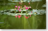Fleurs de lotus