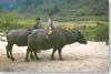 Transport lao