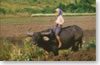 Transportation by buffalo (Oudomxay province