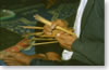 Divination sticks (Houapanh province)